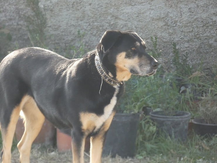raksha